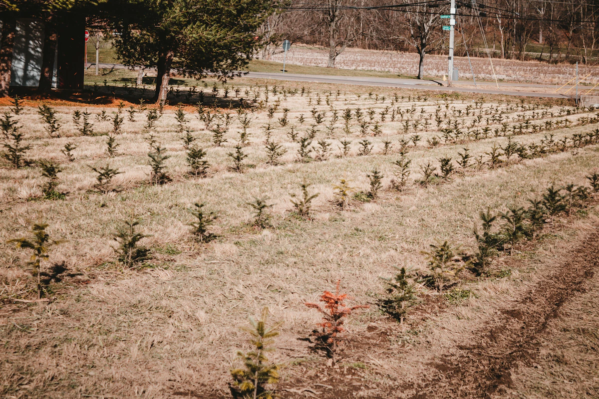 Rows of tree saplings on rehabilitated land