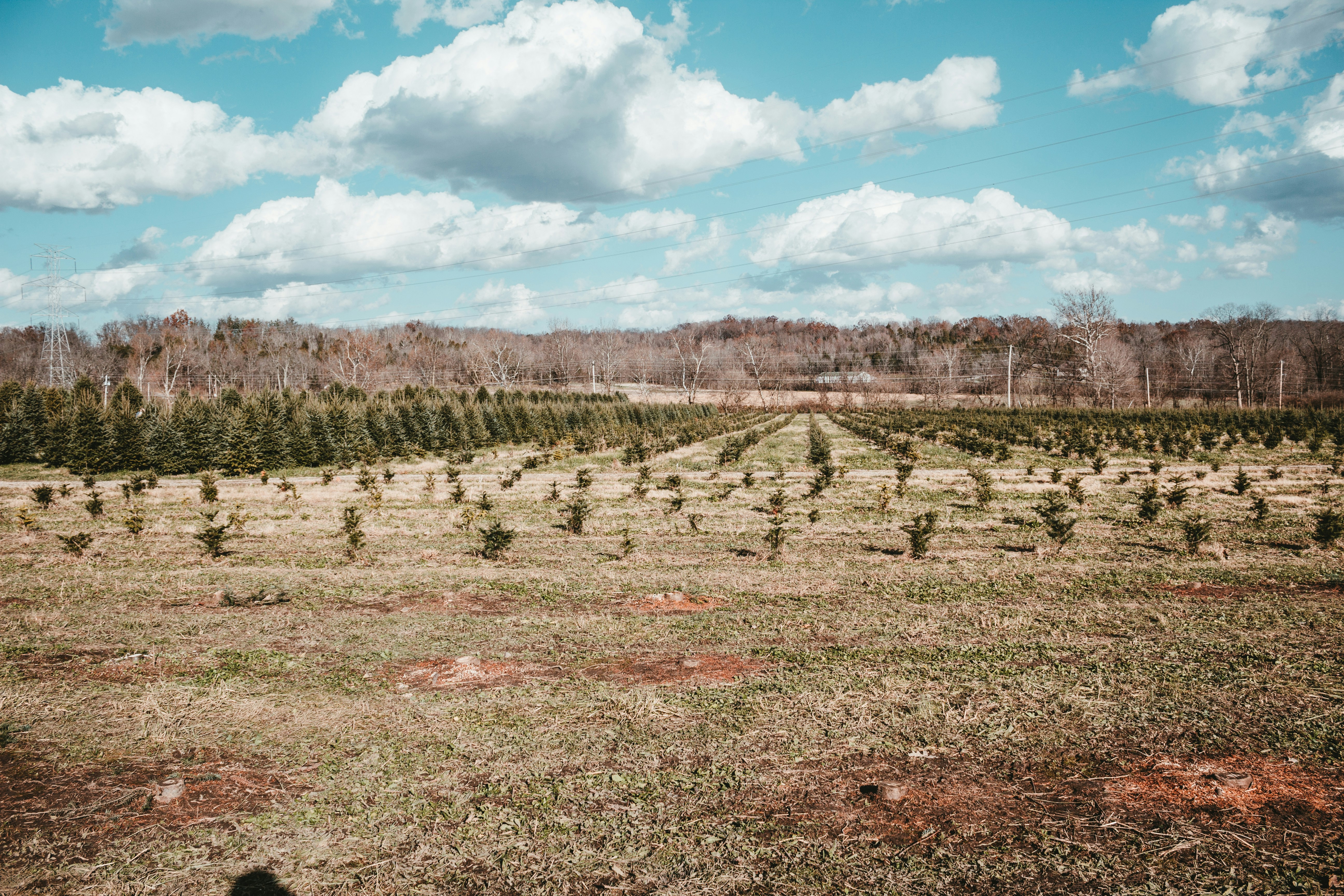 a large field with rows of trees in it, Various stages of growth on a tree farm.