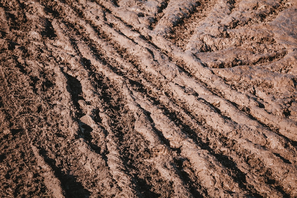 Un primo piano di una pista di pneumatici nella terra