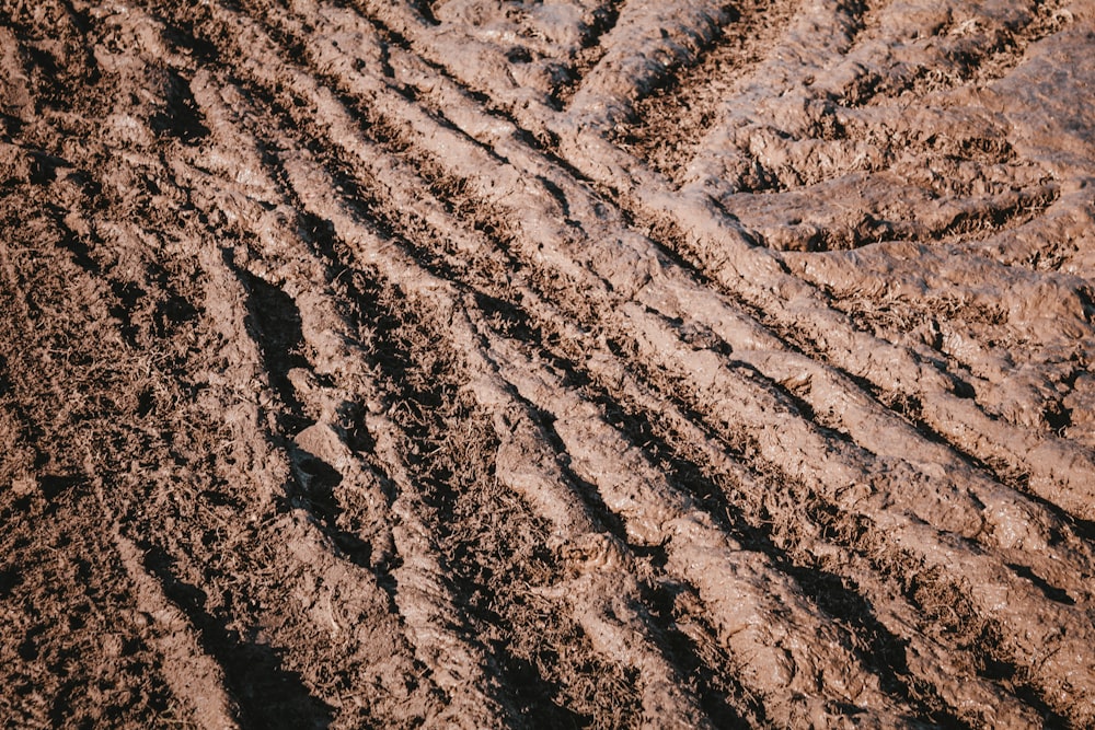 um close up de uma pista de pneus na terra