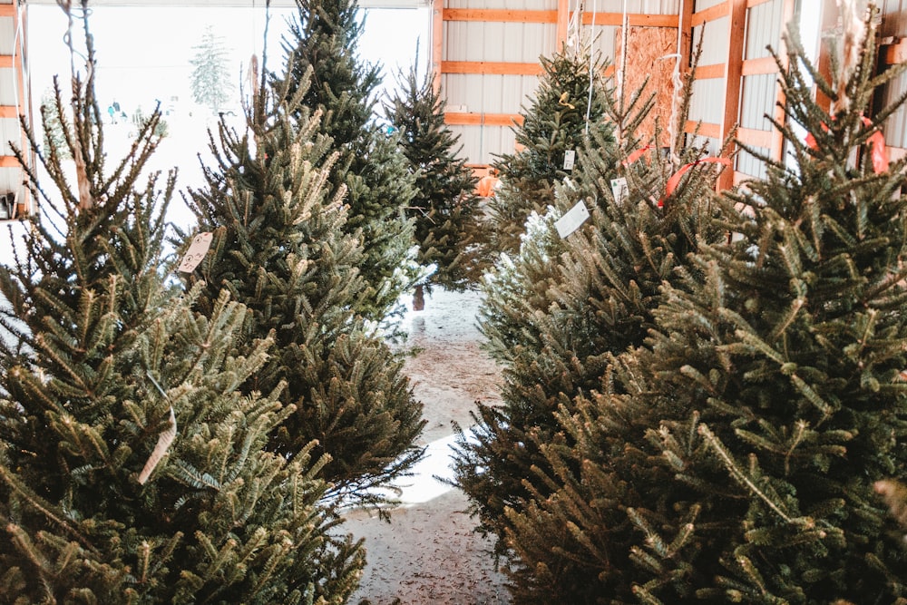 a row of christmas trees in a warehouse