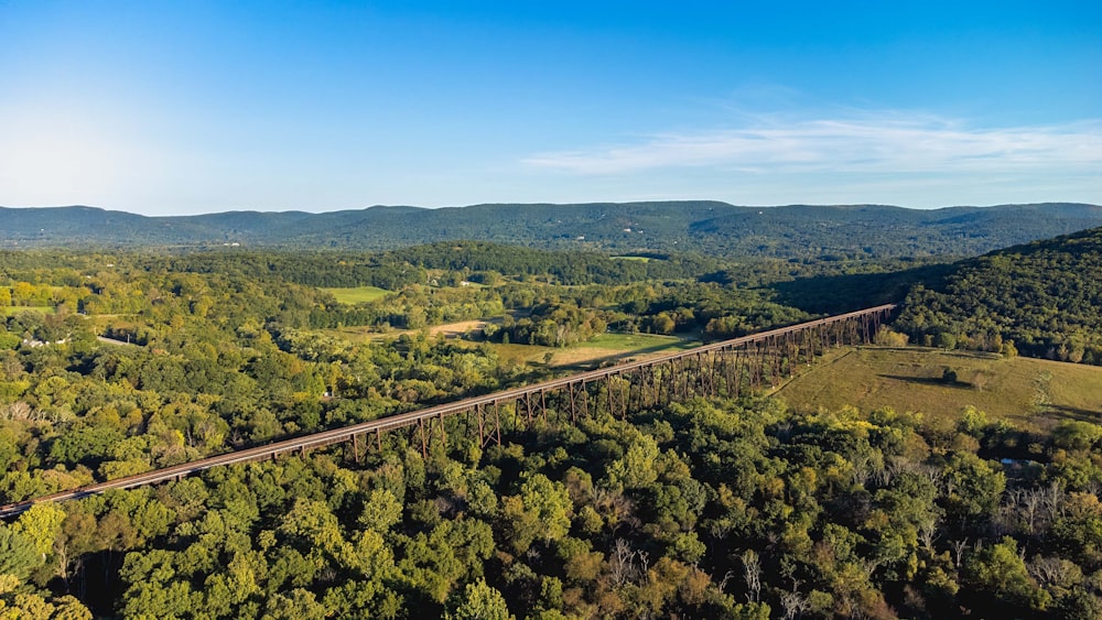 a train traveling through a lush green forest