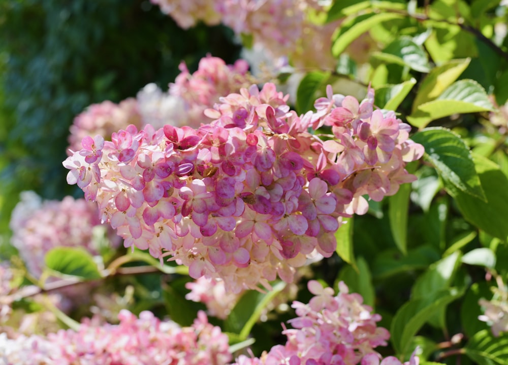 a close up of a bunch of pink flowers