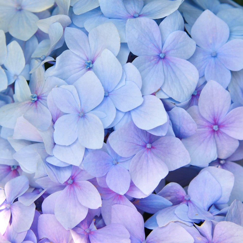 a close up of a bunch of blue flowers