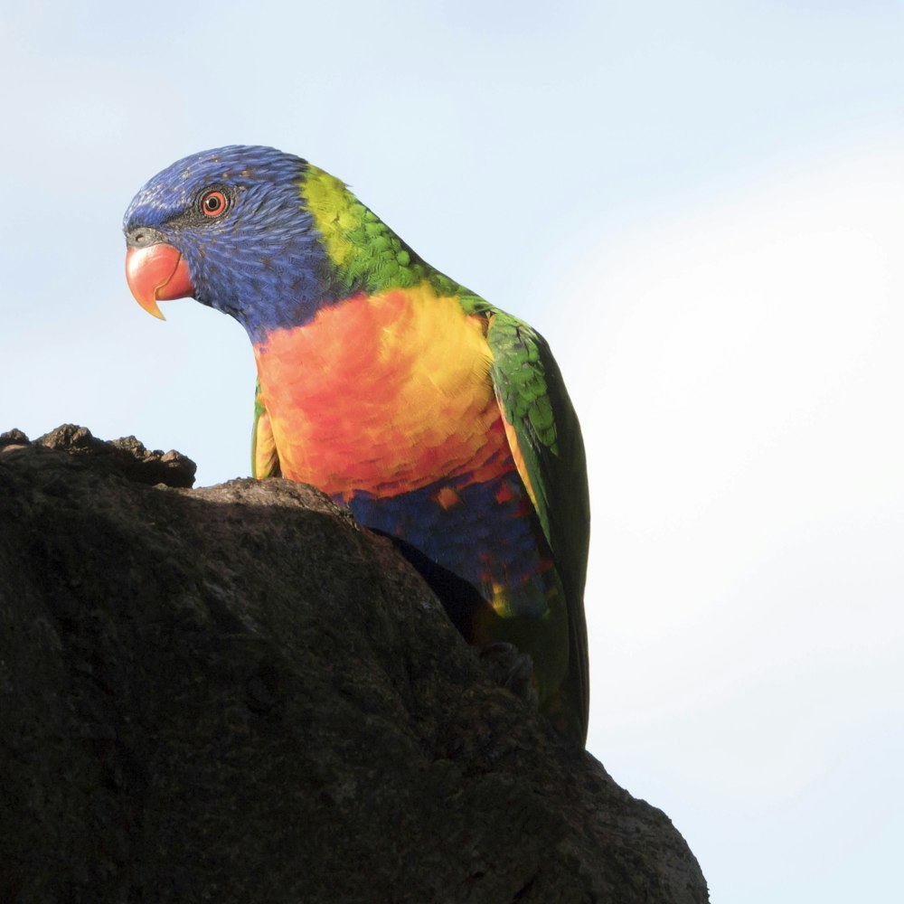 Un uccello colorato seduto sulla cima di una roccia