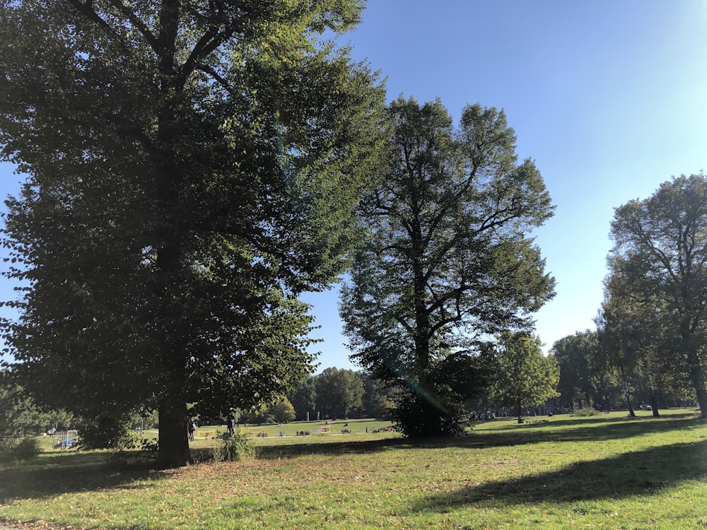 a grassy field with trees in the background