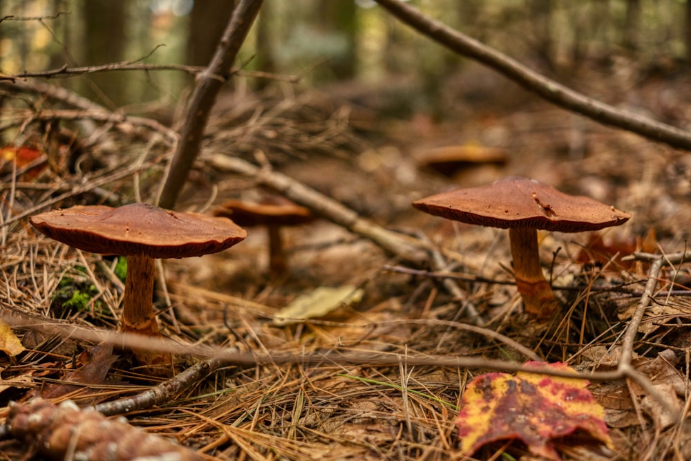 a group of mushrooms that are in the woods