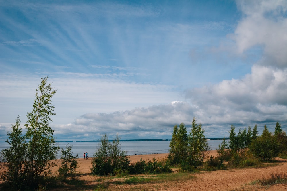 a sandy beach with trees and a body of water in the background