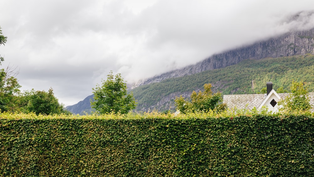 a house in the middle of a hedge with a mountain in the background