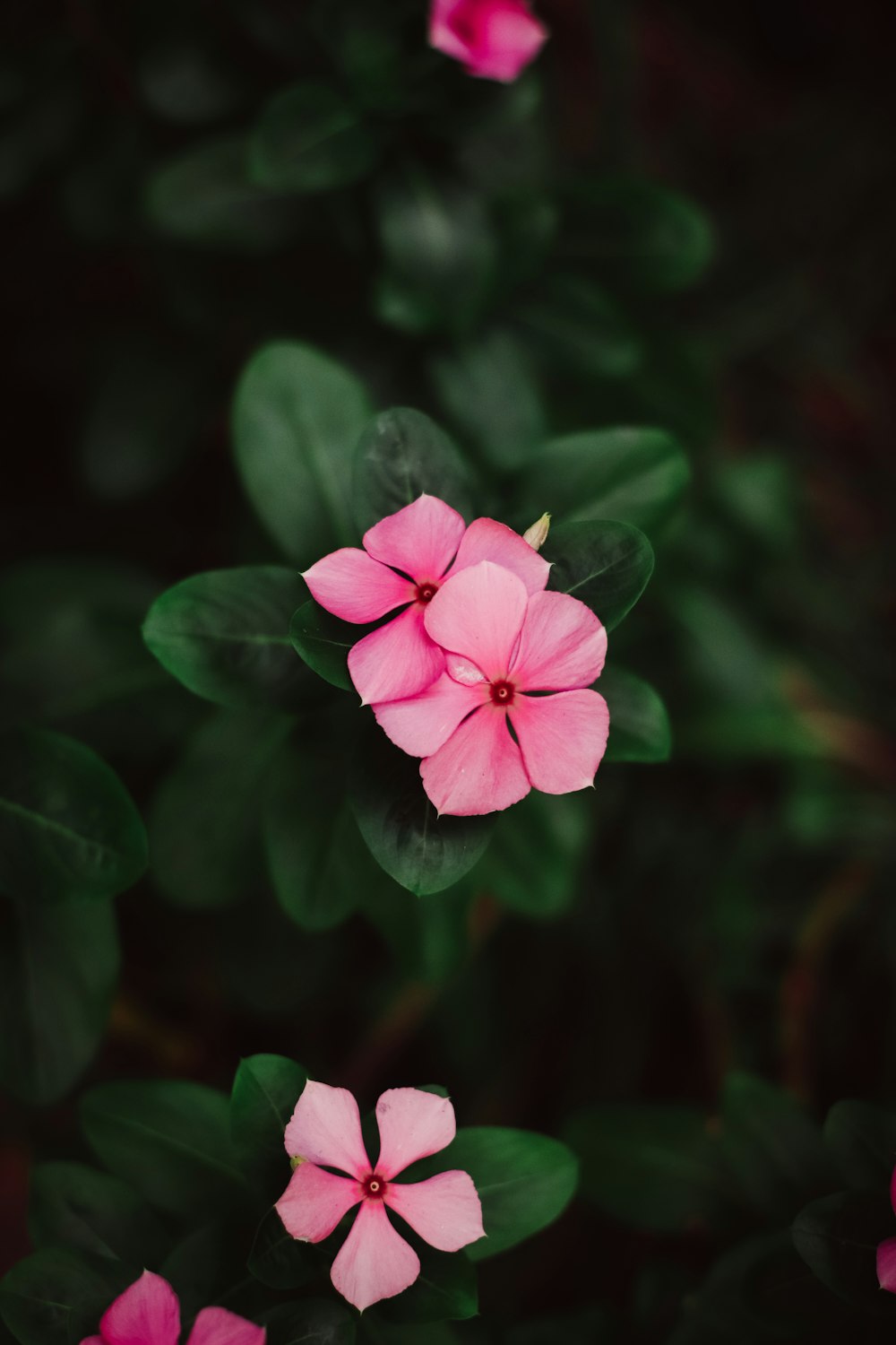 pink flowers with green leaves in the background