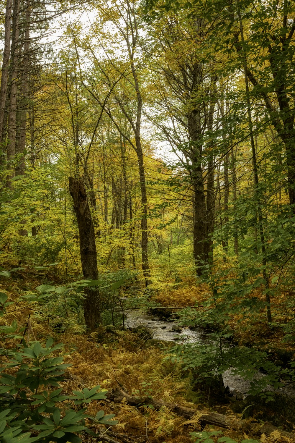 a stream running through a lush green forest