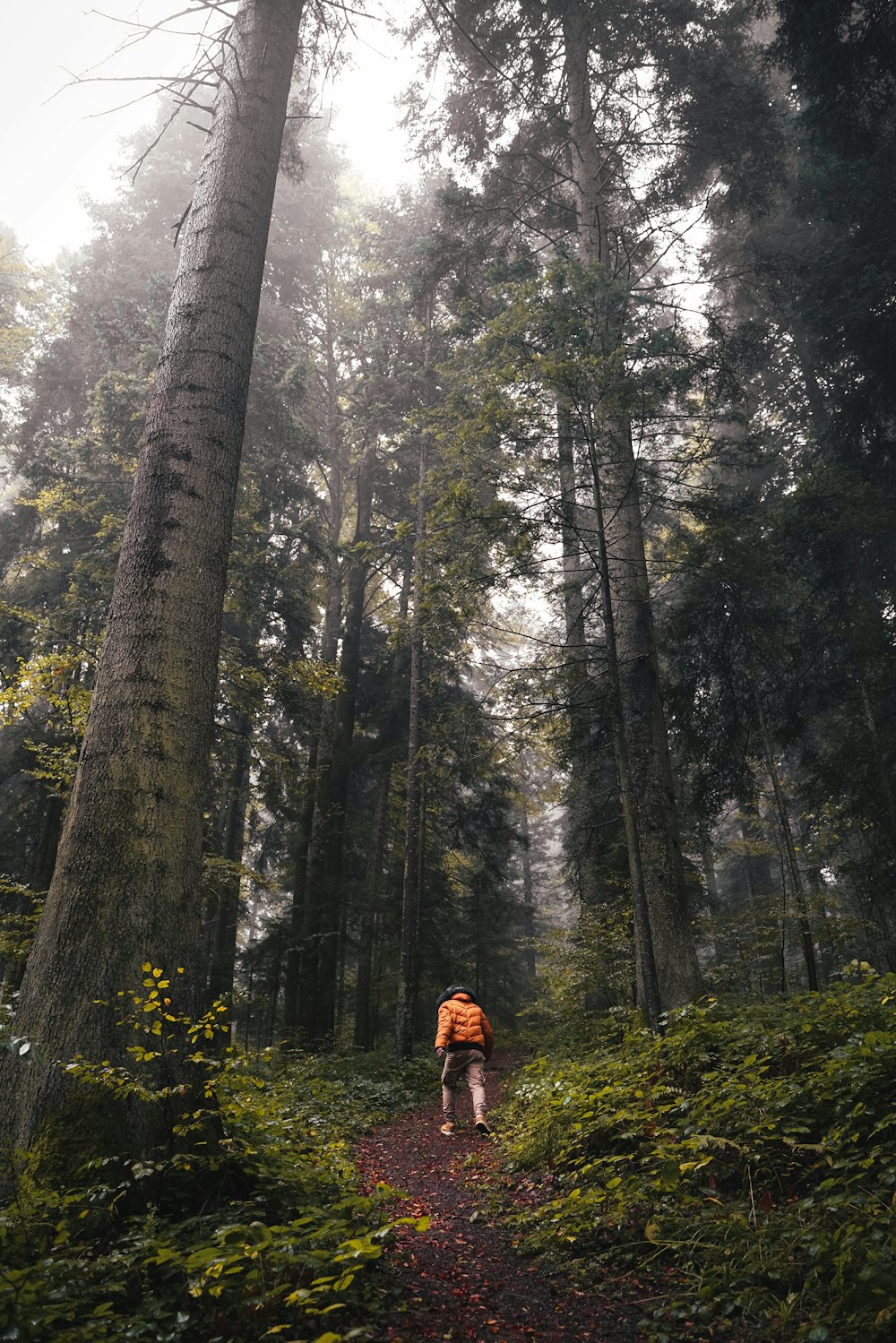 a person with a backpack walking through a forest