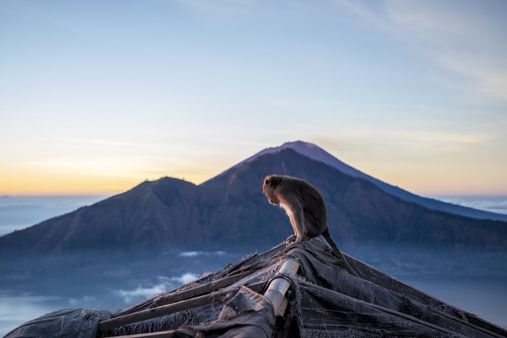 a monkey sitting on top of a roof next to a mountain