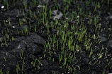 A field of dark, rich soil with numerous small, vibrant green sprouts emerging. The contrast between the black earth and the bright green creates a vivid display of new growth and life. The sprouts are sparse but evenly distributed, suggesting the start of a new planting season or regeneration.