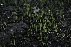 A field of dark, rich soil with numerous small, vibrant green sprouts emerging. The contrast between the black earth and the bright green creates a vivid display of new growth and life. The sprouts are sparse but evenly distributed, suggesting the start of a new planting season or regeneration.
