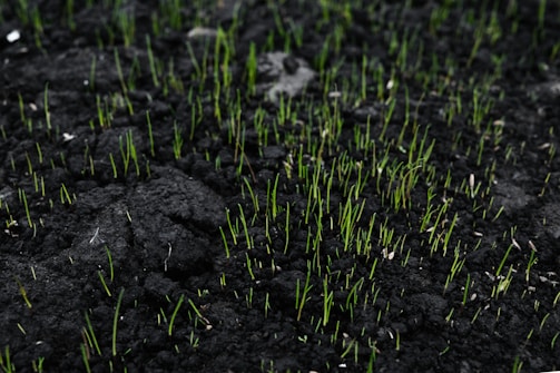 A field of dark, rich soil with numerous small, vibrant green sprouts emerging. The contrast between the black earth and the bright green creates a vivid display of new growth and life. The sprouts are sparse but evenly distributed, suggesting the start of a new planting season or regeneration.