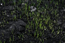 A field of dark, rich soil with numerous small, vibrant green sprouts emerging. The contrast between the black earth and the bright green creates a vivid display of new growth and life. The sprouts are sparse but evenly distributed, suggesting the start of a new planting season or regeneration.