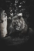 Close-up of a majestic lion resting under the shade of a tree.
