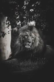 A close-up of a majestic lion resting under the shade of an acacia tree in Ngorongoro Crater.