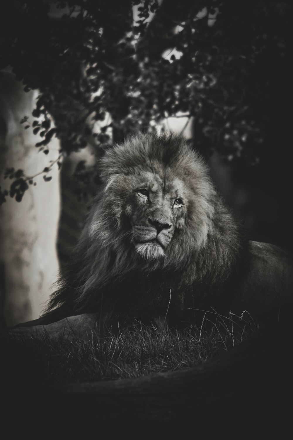 uma foto em preto e branco de um leão