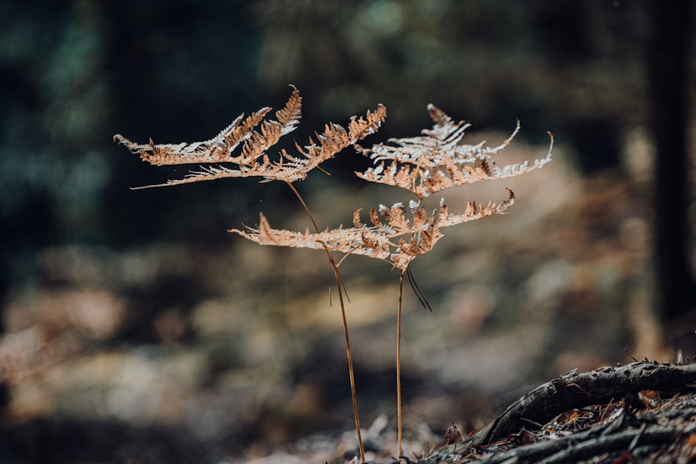 a close up of a plant on the ground