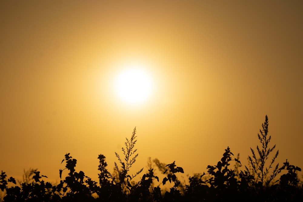 the sun is setting over the trees in the field