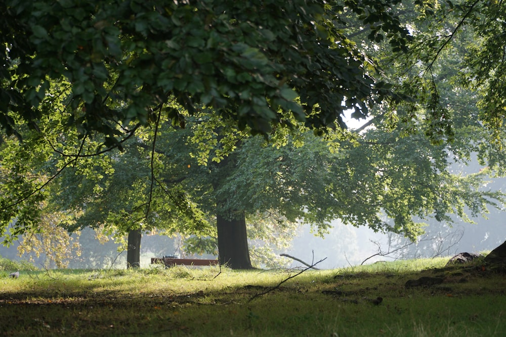 a bench under a tree in a park