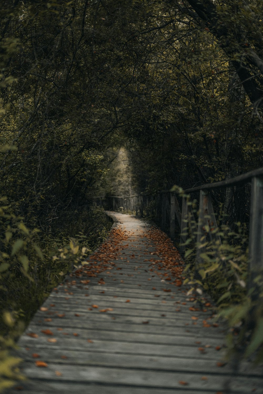 a path with trees on the side of the street