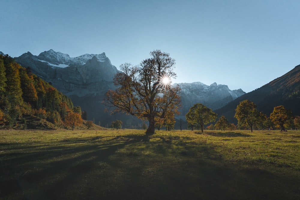 a tree in a field with mountains in the background