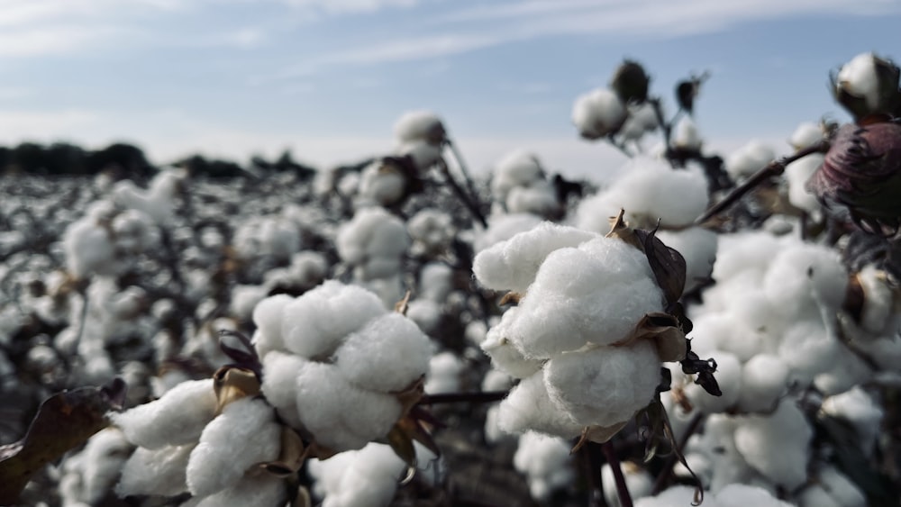 Un campo lleno de plantas de algodón cubiertas de nieve