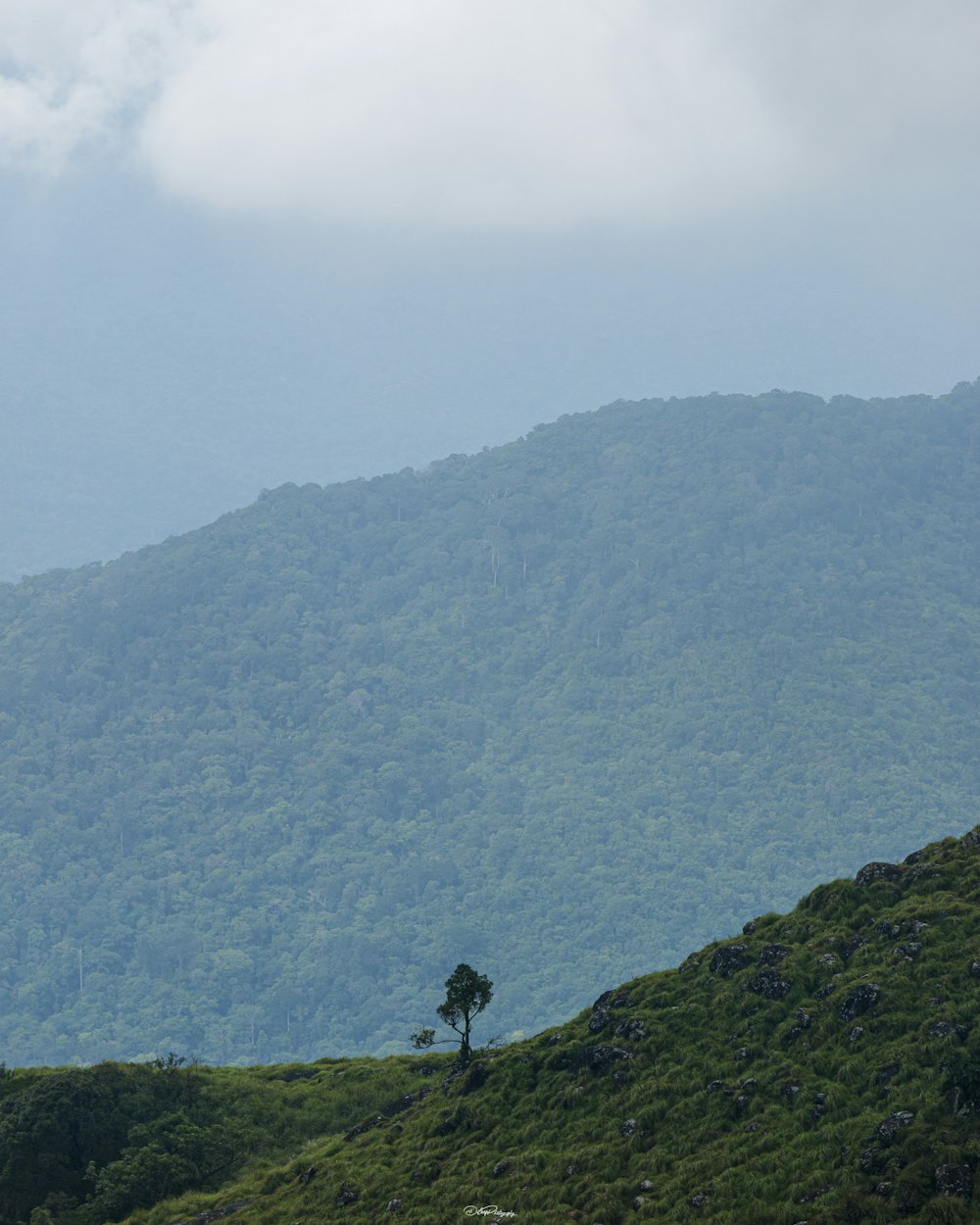 a lone tree on the side of a hill