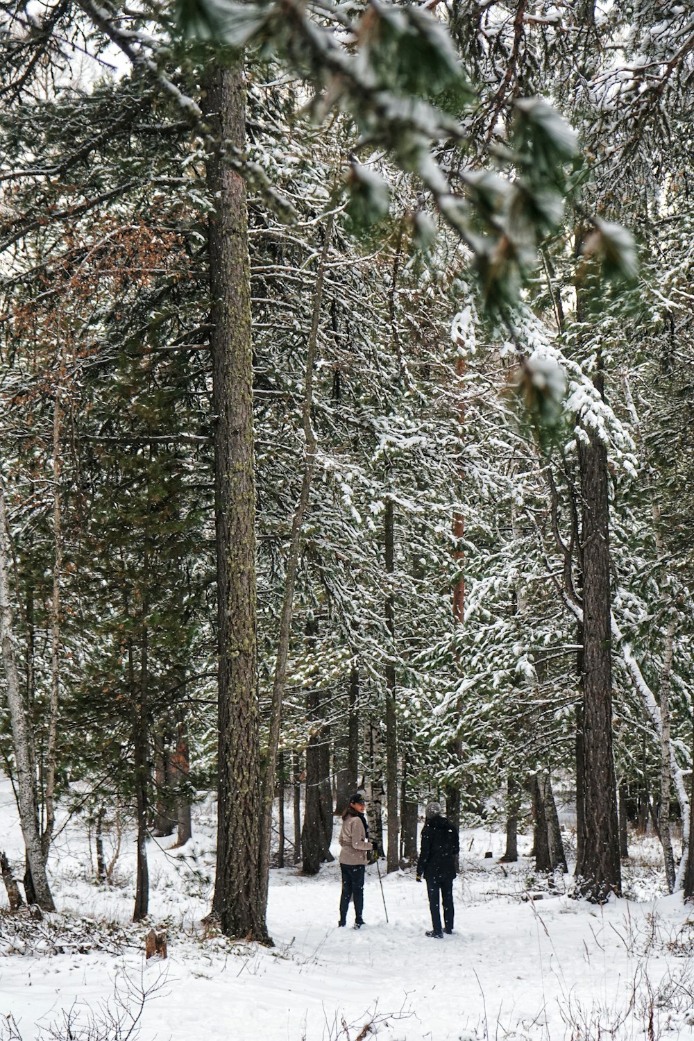 two people walking through a snow covered forest