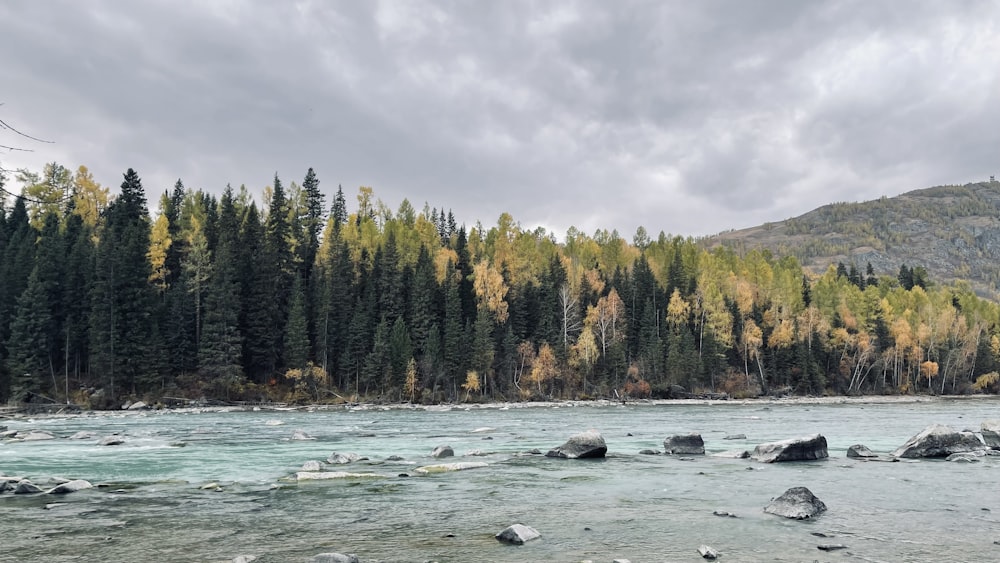 a body of water surrounded by trees and rocks