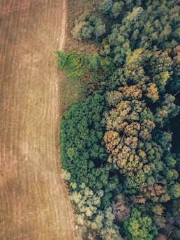 an aerial view of a field and trees