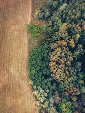 an aerial view of a field and trees