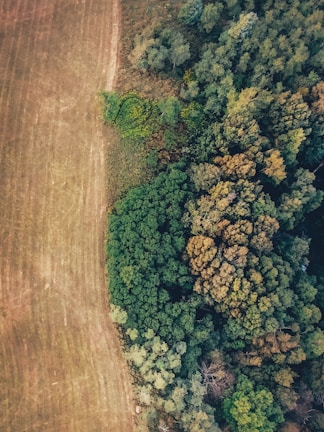 an aerial view of a field and trees