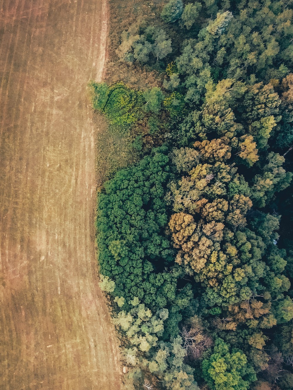 Una vista aérea de un campo y árboles
