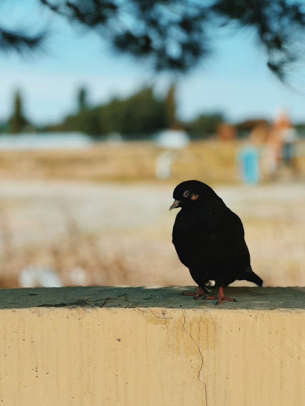 um pássaro preto sentado em cima de uma parede de cimento