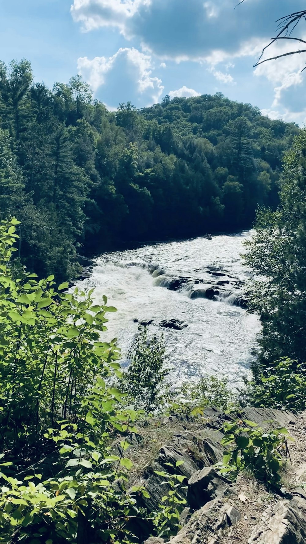 a river flowing through a lush green forest