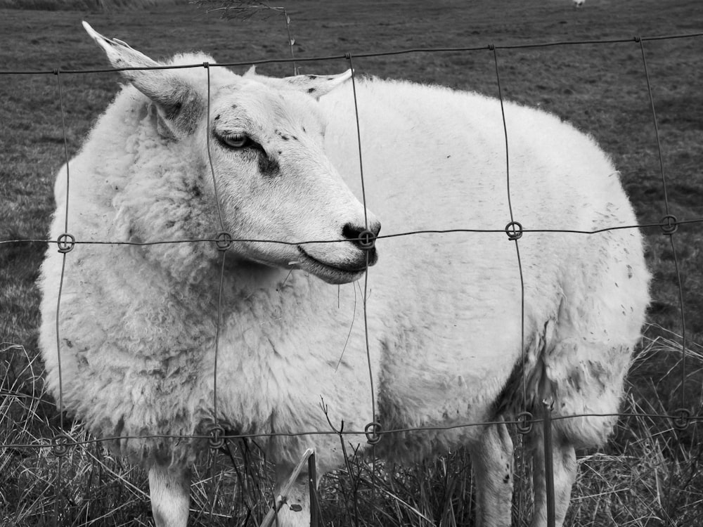 a sheep is standing behind a wire fence
