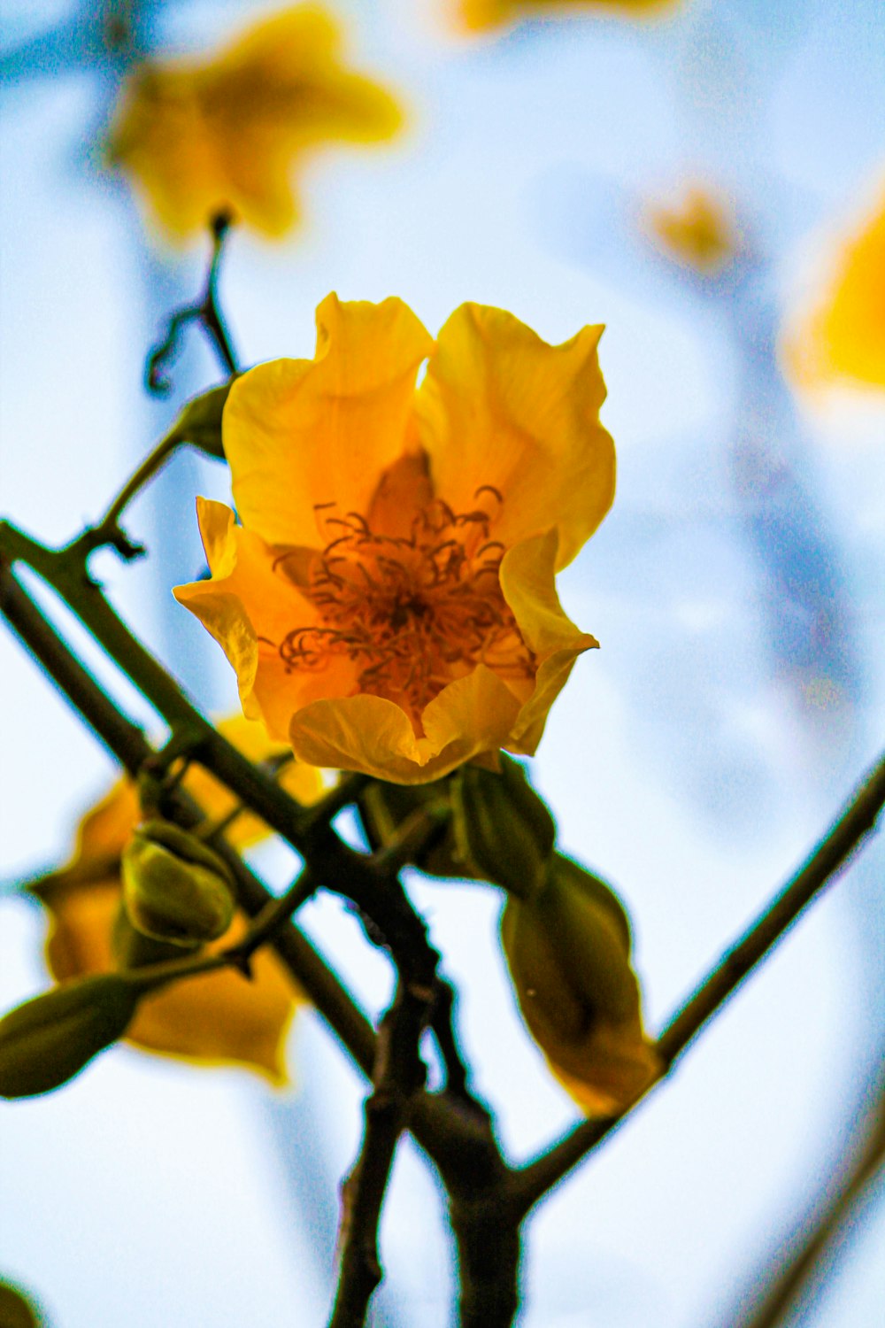 a close up of a yellow flower on a tree