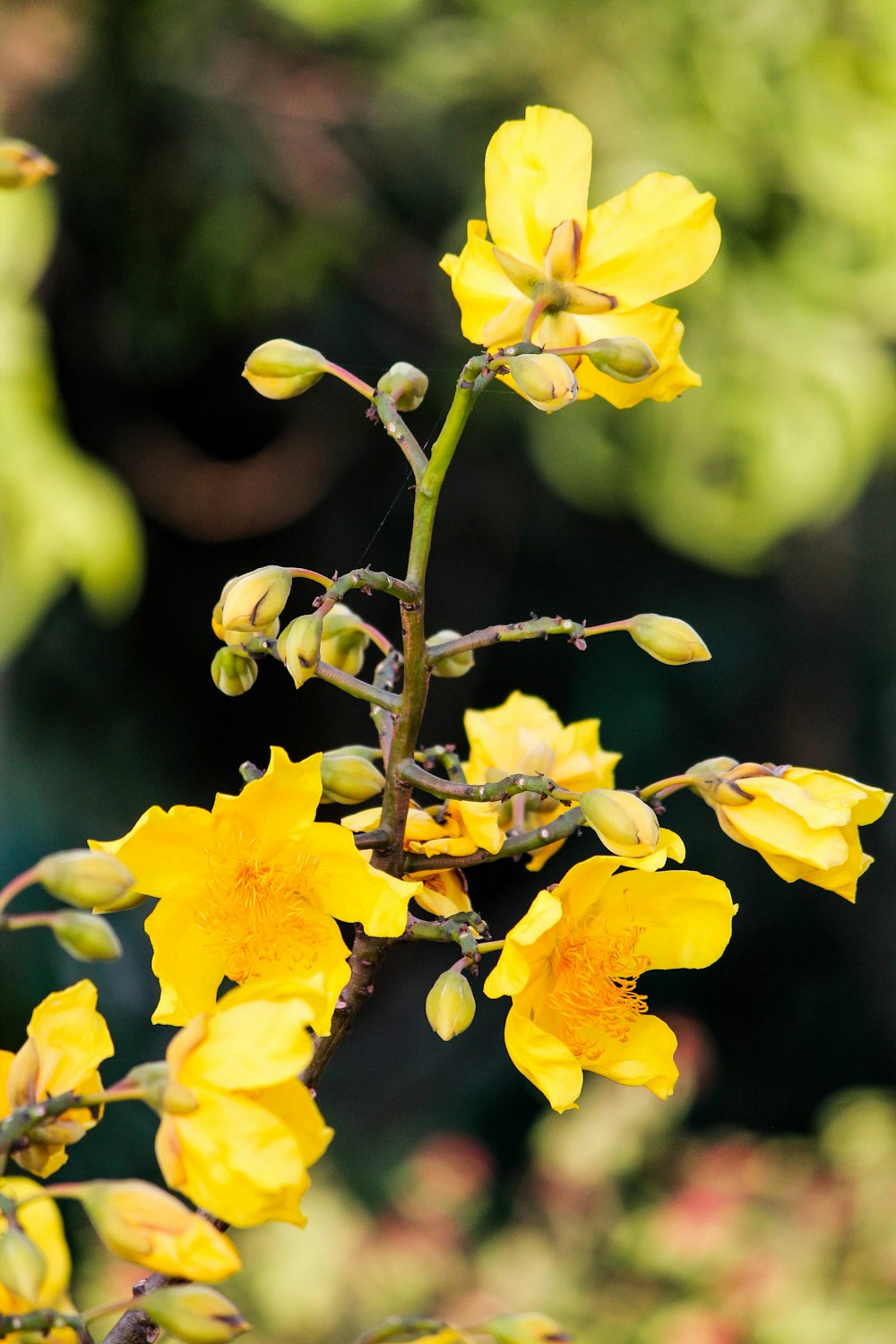 a close up of a yellow flower on a tree