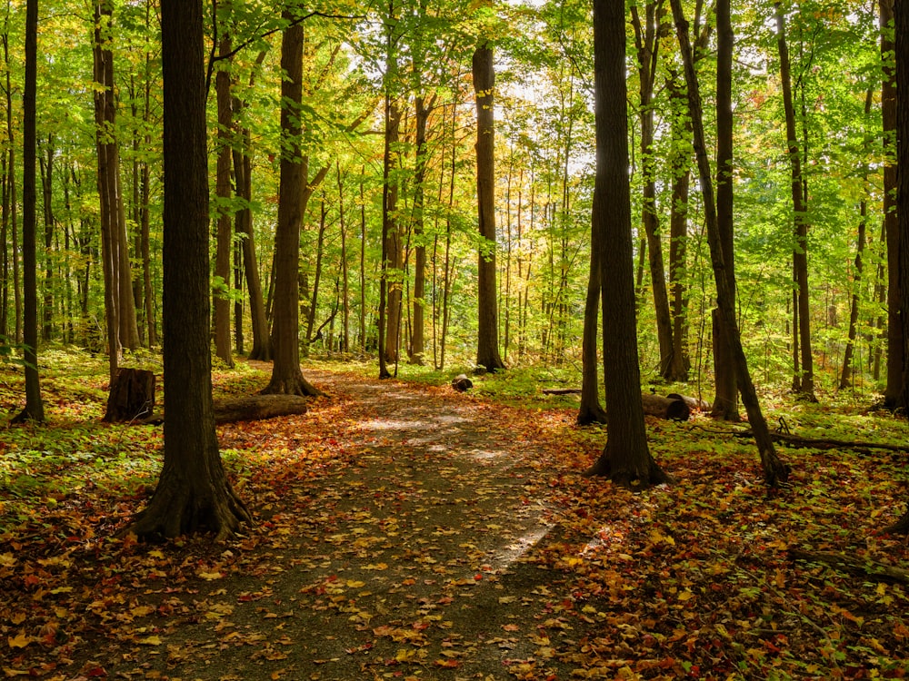 um caminho no meio de uma floresta cercada por árvores