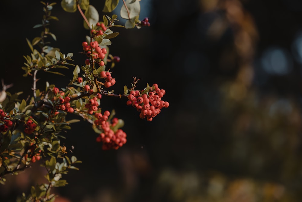 a branch of a tree with red berries on it