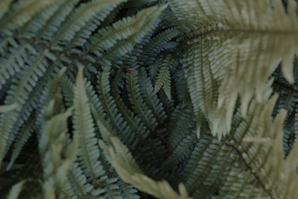 a close up of a plant with green leaves