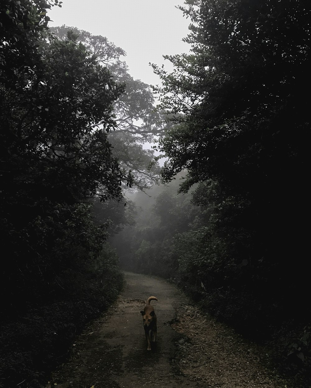 a dog that is walking down a dirt road