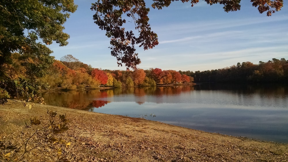 a body of water surrounded by lots of trees