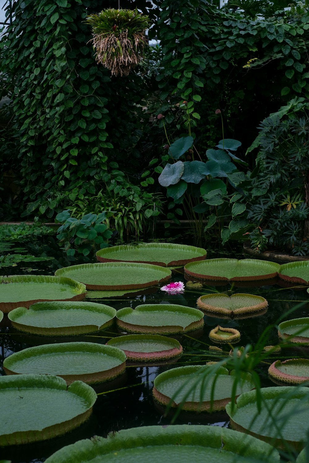 a pond filled with lots of green water lilies