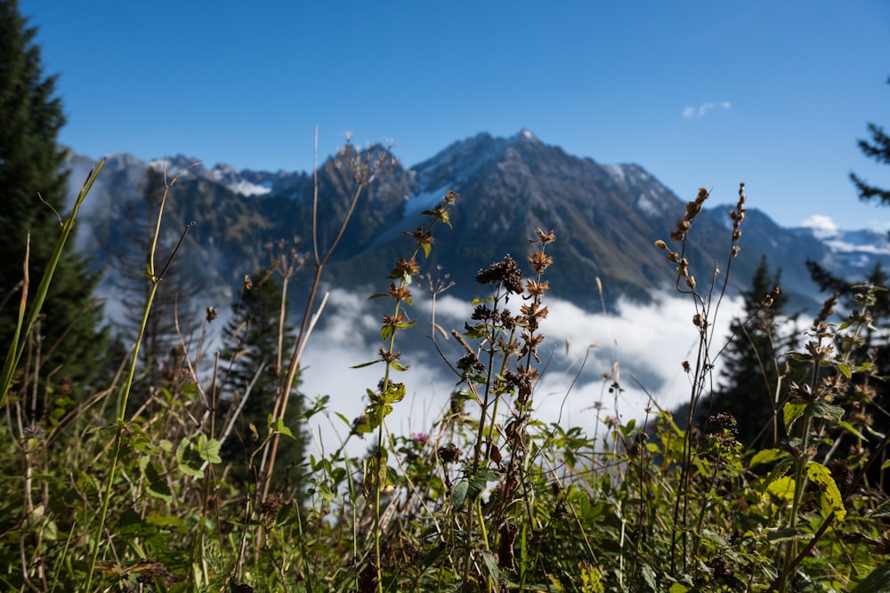 a view of a mountain range from a grassy area