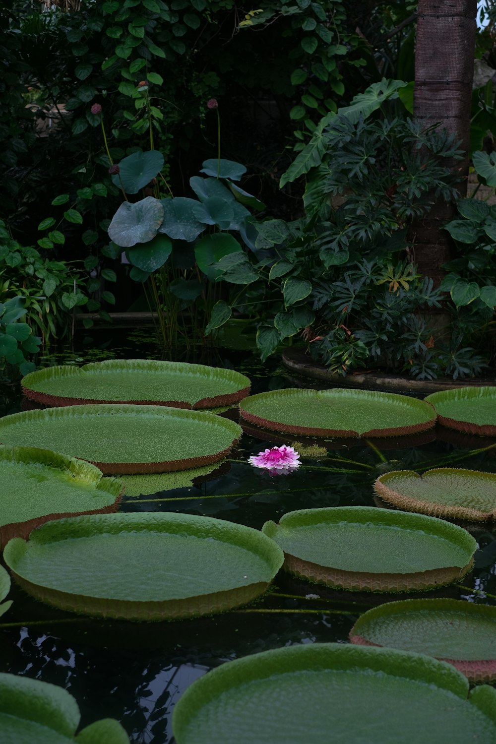 a bunch of water lilies floating on top of a pond